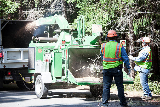 How Our Tree Care Process Works  in  Scenic Oaks, TX