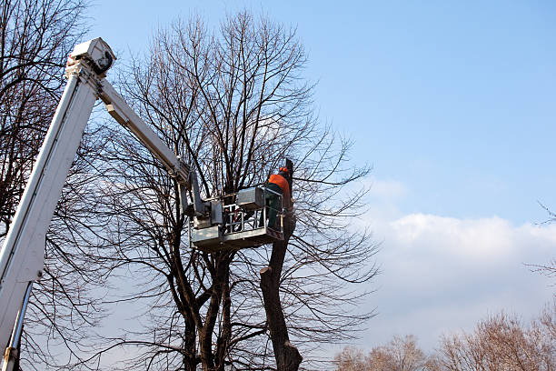 Best Soil Testing and Treatment  in Scenic Oaks, TX