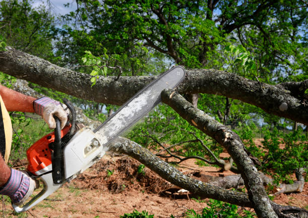 Best Tree Preservation Services  in Scenic Oaks, TX